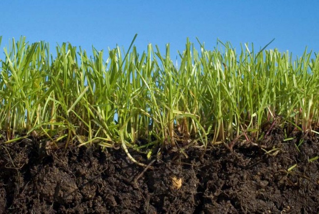 При стрижке газона следует соблюдать правило 1/3: срезать только треть высоты травы. Слишком радикальная стрижка опасна для корневой системы травы